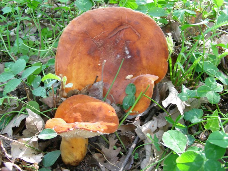 3) FOtografati il 16.06.2012. sotto Quercia